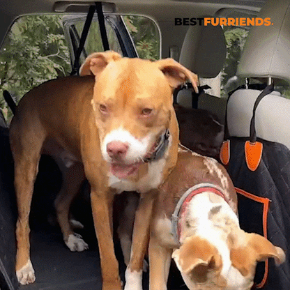 BestFurriends Hard-Bottom Pet Car Seat Protector